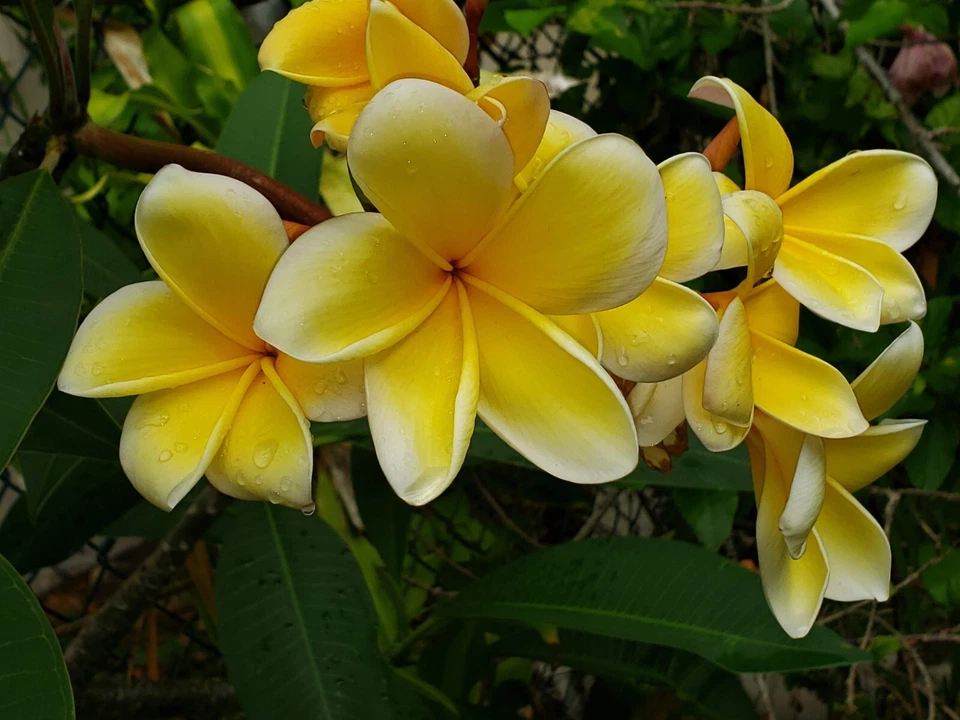 Yellow Plumeria Frangipani Cuttings – Live 6–12" Flowering Tropical Tree Starts with Fragrant Yellow Blooms, Plumeria rubra