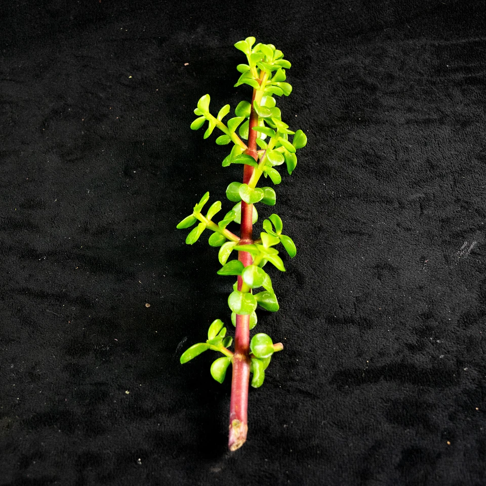 Elephant Bush Succulent Cuttings – 30 Unrooted Portulacaria afra for Propagation, Indoor & Outdoor Plant