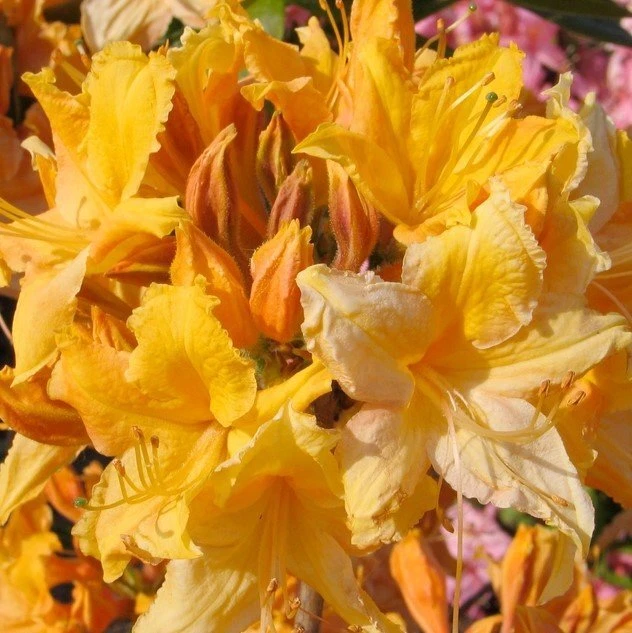 Golden Lights Azalea Plant – Rhododendron Hybrid, Well-Rooted Starter Shrub, Cold-Hardy Flowering Shrub
