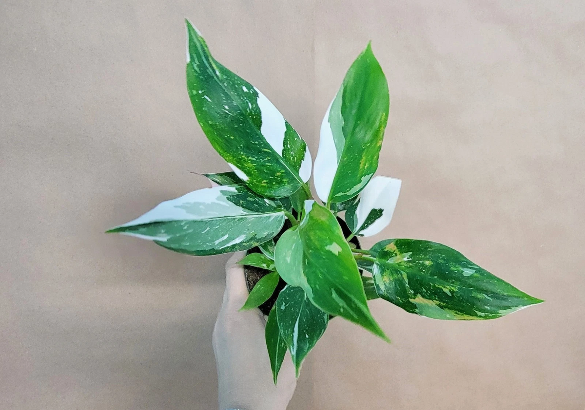 Philodendron White Princess Live Plant in 4-Inch Pot, Rare Variegated Aroid with Pink & White Foliage, Indoor Houseplant, Tropical Plant