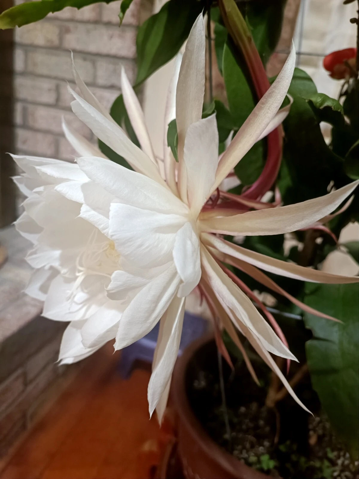 Queen of the Night Epiphyllum oxypetalum Cuttings – 3 Unrooted 4-6" Stems for Propagation, Night-Blooming Orchid Cactus