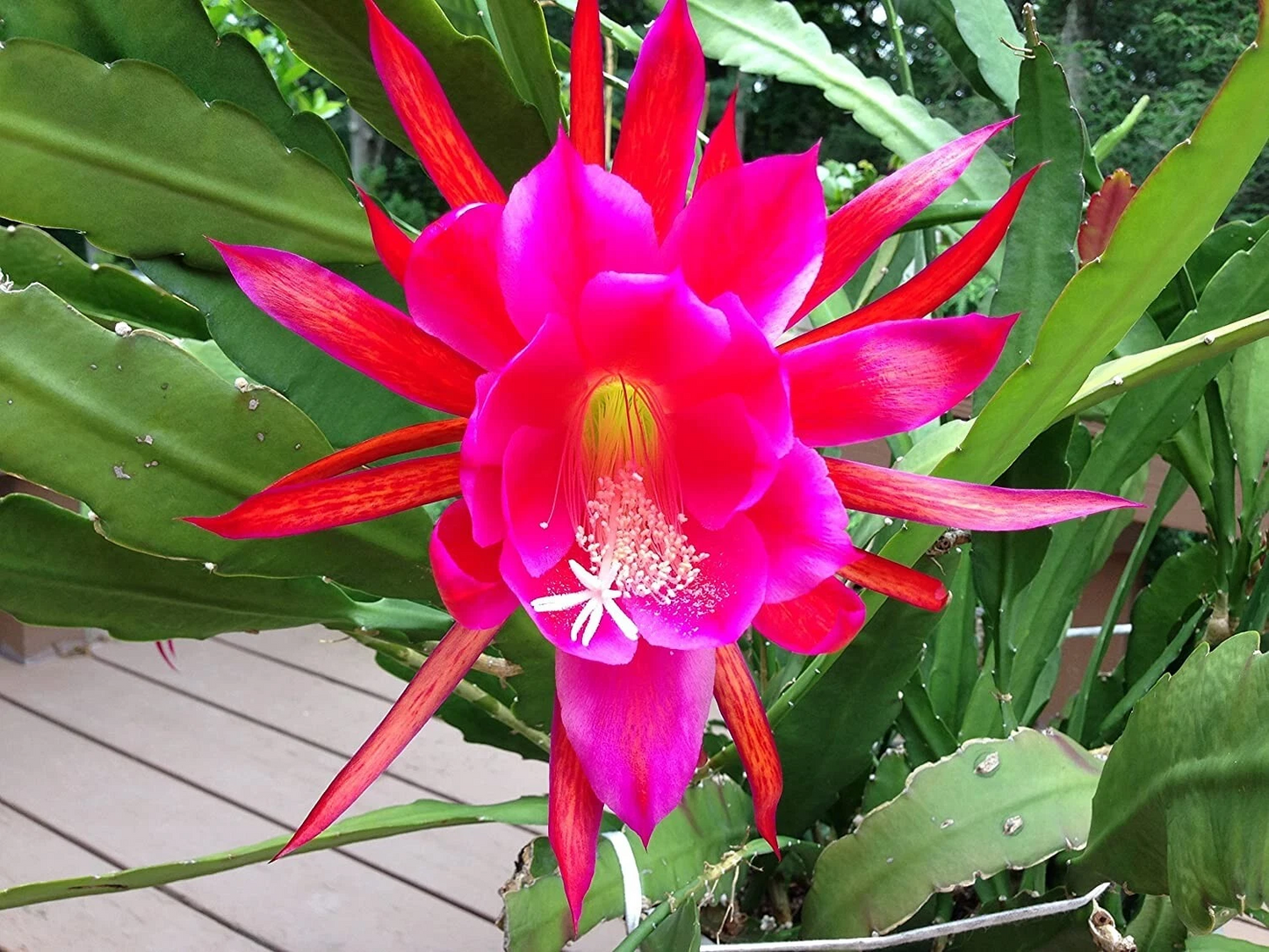 Epiphyllum Rosy Swirl Cuttings – Orchid Cactus Jungle Succulent Starter Plants with Bonus Small Cutting