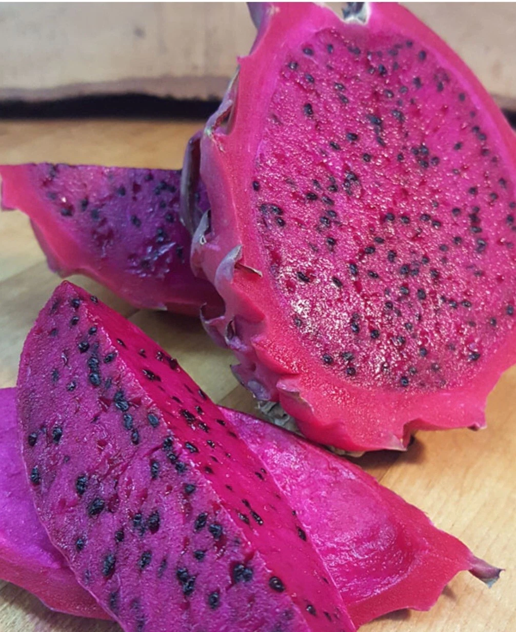 Dragon Fruit Cuttings – Live Pitaya Cactus Unrooted Plant Material for Propagation, Selenicereus