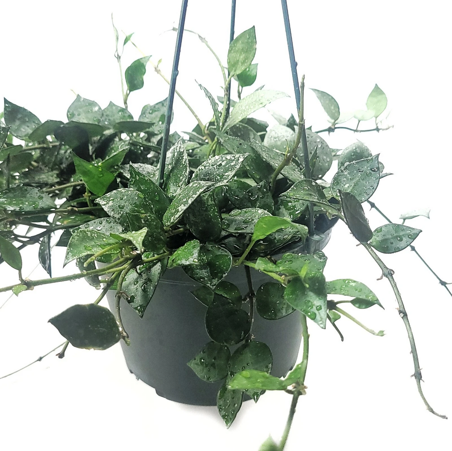 Hoya Krohniana Eskimo House Plant – Silver Variegated Trailing Vine, 6-Inch Potted Indoor Plant