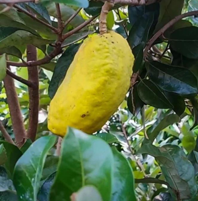 Olosapo Cutting – Couepia polyandra Fresh 6+ Inch Unrooted Stem for Propagation Tropical Fruit Tree