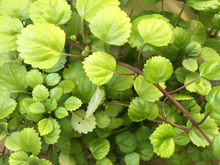 Swedish Ivy Cuttings – 4 Live Plectranthus Verticillatus Cuttings 5 Inch for Indoor Houseplant Growing