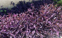Purple Wandering Jew Live Plants – 15 Tradescantia pallida Purpurea, 4-8 Inch Purple Trailing Houseplants for Indoor & Outdoor Use