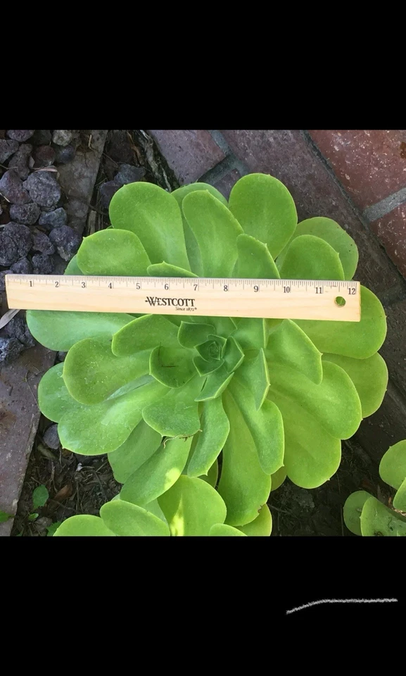 Large Aeonium arboreum Rosette Cutting – 6-12" Succulent Stem for Rooting, Exotic Cactus-Like Rose Plant for Indoor or Outdoor Display