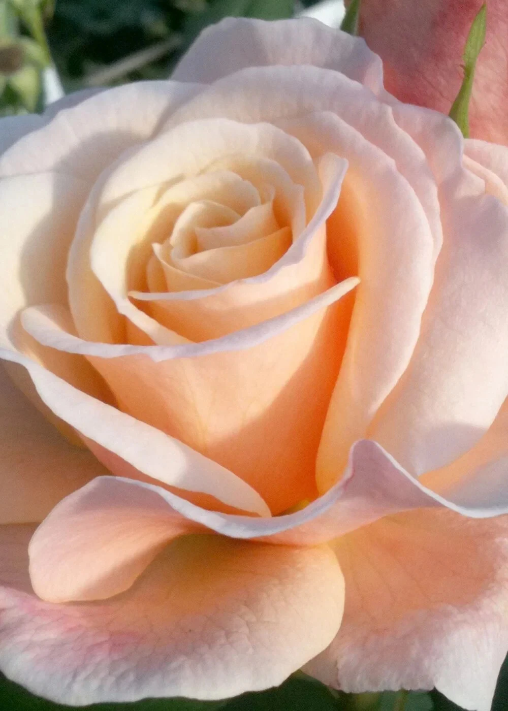 Oh Happy Day Hybrid Tea Rose Cuttings – 4 Live Rooting Stem Cuttings, Large-Bloom Garden Rose, Rosa, Flowering Shrub