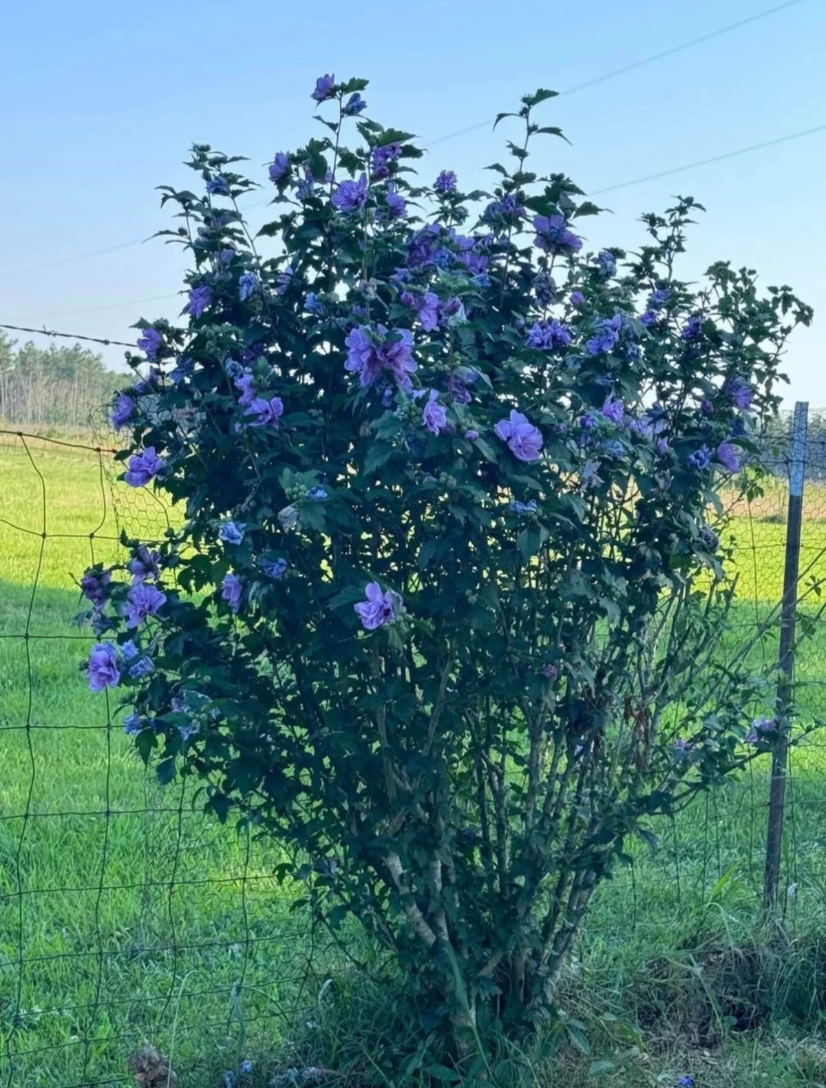 Blue Double Rose of Sharon Cuttings – Rooted Hardy Hibiscus, Confederate Rose Starter Plants, Flowering Shrubs for Garden & Containers