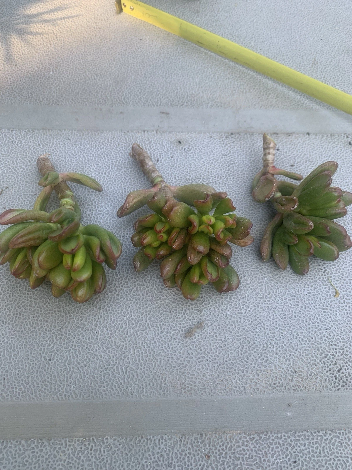 Crassula ovata ‘Gollum’ Cuttings – 3 Live Jade Succulent Propagation Unrooted Ogre’s Ear Planting