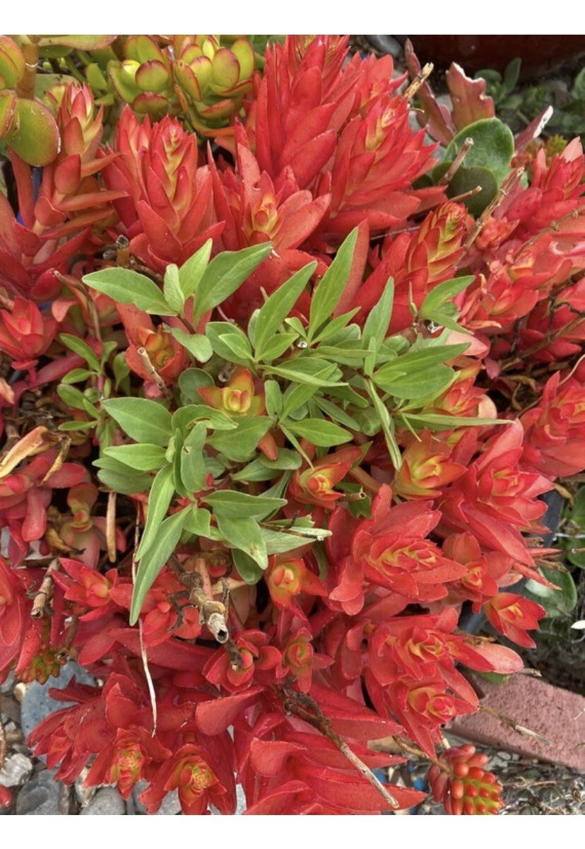 Crassula capitella 'Campfire' Succulent Cuttings – 3 Unrooted 4-6 Inch Propagation Stems
