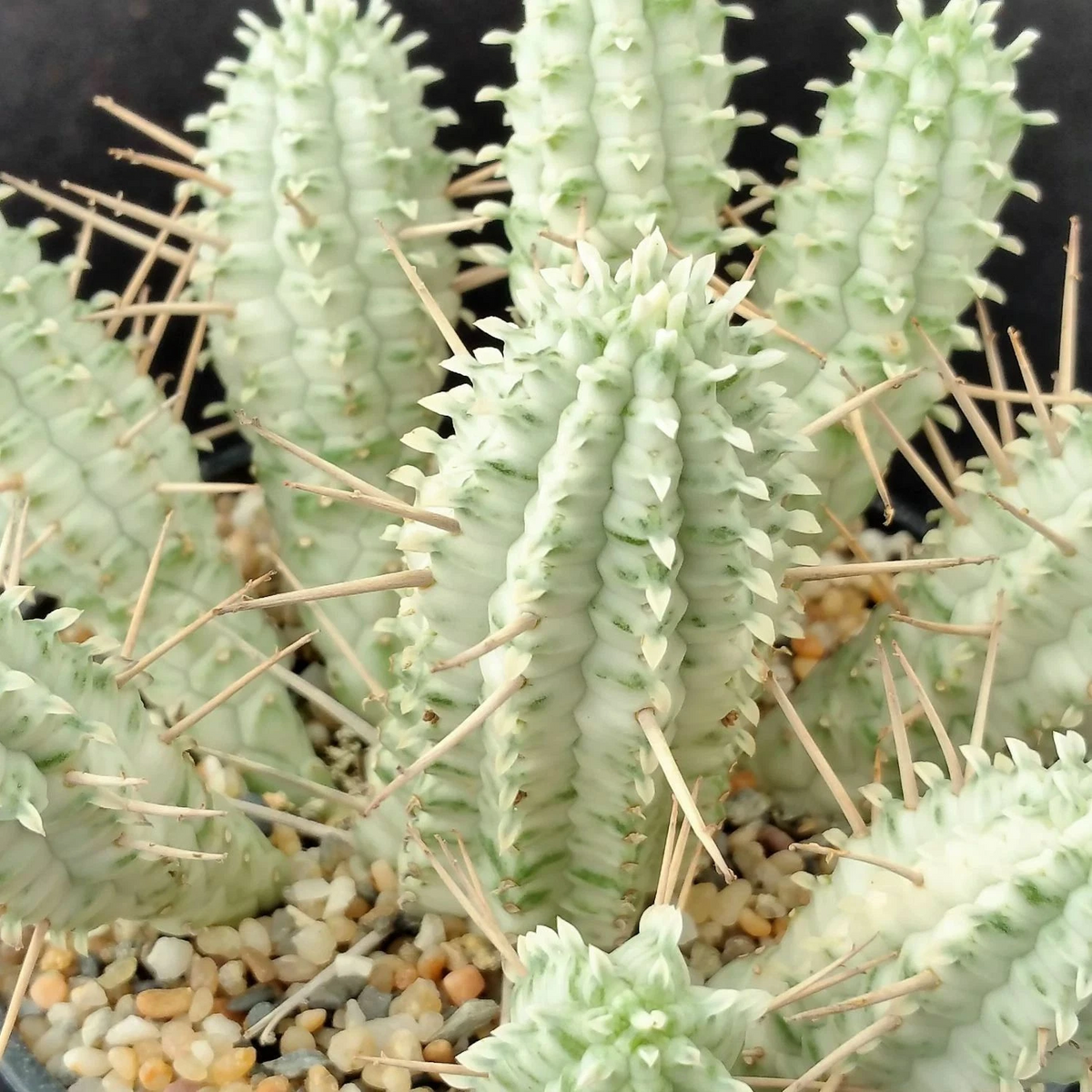 Euphorbia mammillaris variegata Cutting – White Ghost Succulent Propagation – 2 Inch Unrooted Cactus Cuttings