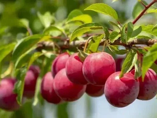 Plum Tree Cuttings – 3 Unrooted Organic Prunus spp. Fruit Tree Propagation Material