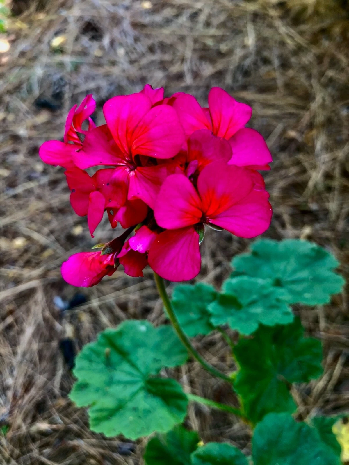 Hot Pink Orange Center Zonal Geranium Cutting – Pelargonium × hortorum Live Plant Starter, 6-Inch Flowering Plant
