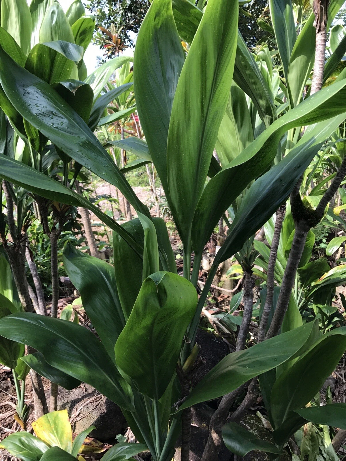 Hawaiian Green Ti Plant Cuttings – 25 Fresh 6-Inch Cordyline Fruticosa Starter Logs for Propagation and Landscaping