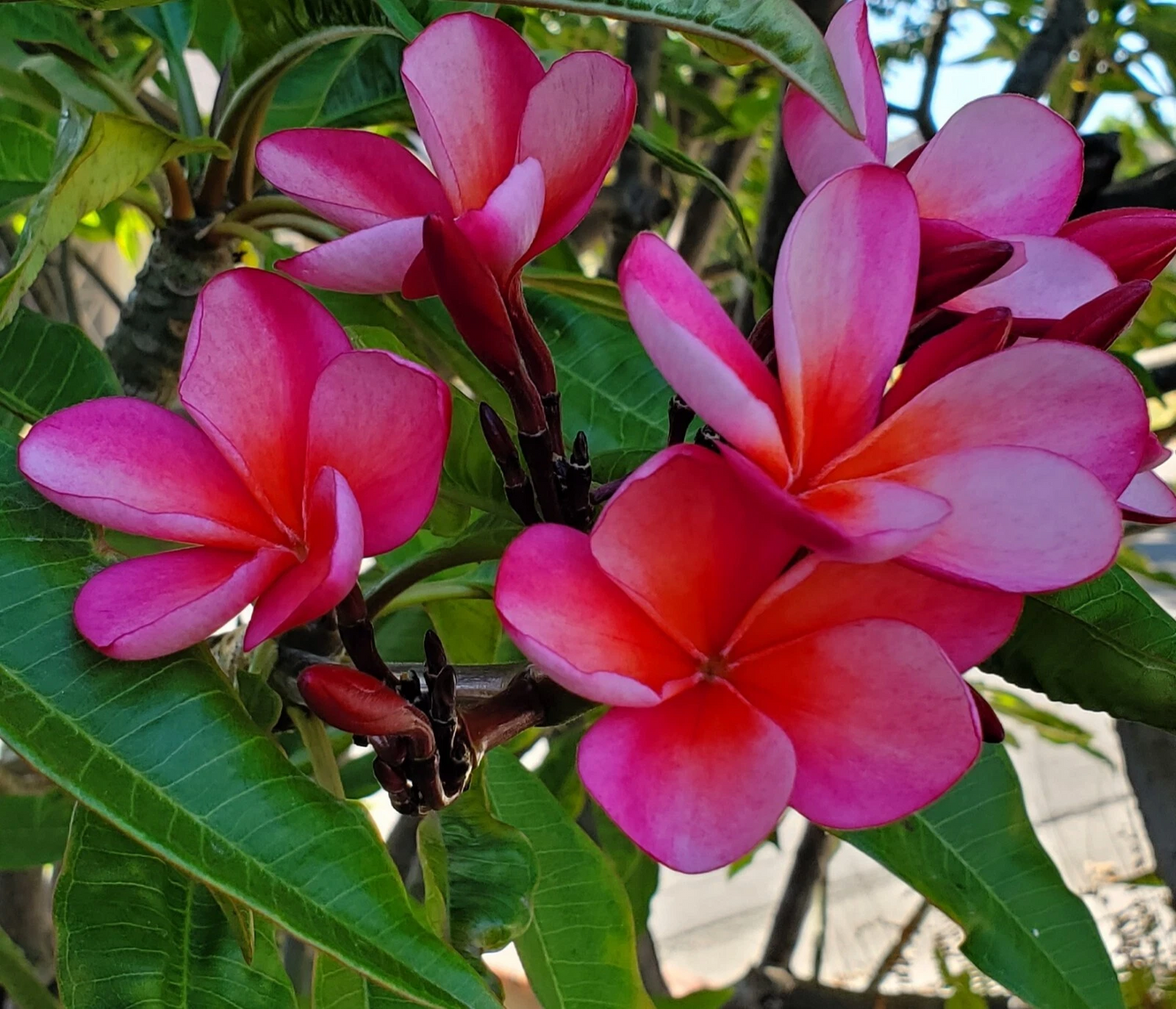 Pink Light Orange Plumeria Cutting 7-12" | Tropical Frangipani Stem for Rooting & Growing