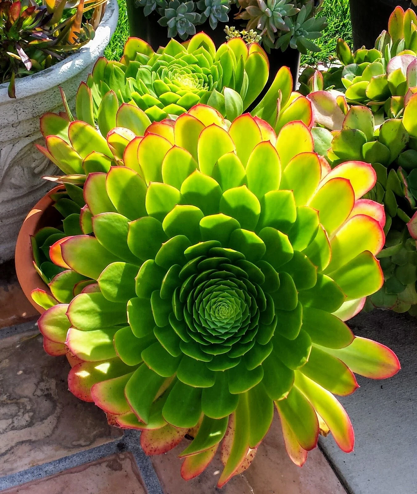 Aeonium arboreum Succulent Plant with Bonus Cuttings, Green Rosette, Easy Propagation, Well-Rooted Indoor & Outdoor Garden