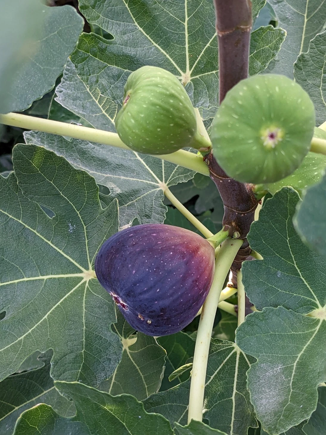Brown Turkey Fig Tree Cuttings – 12 Unrooted Scions for Propagation & Grafting – Ficus carica Wood for Home Orchard