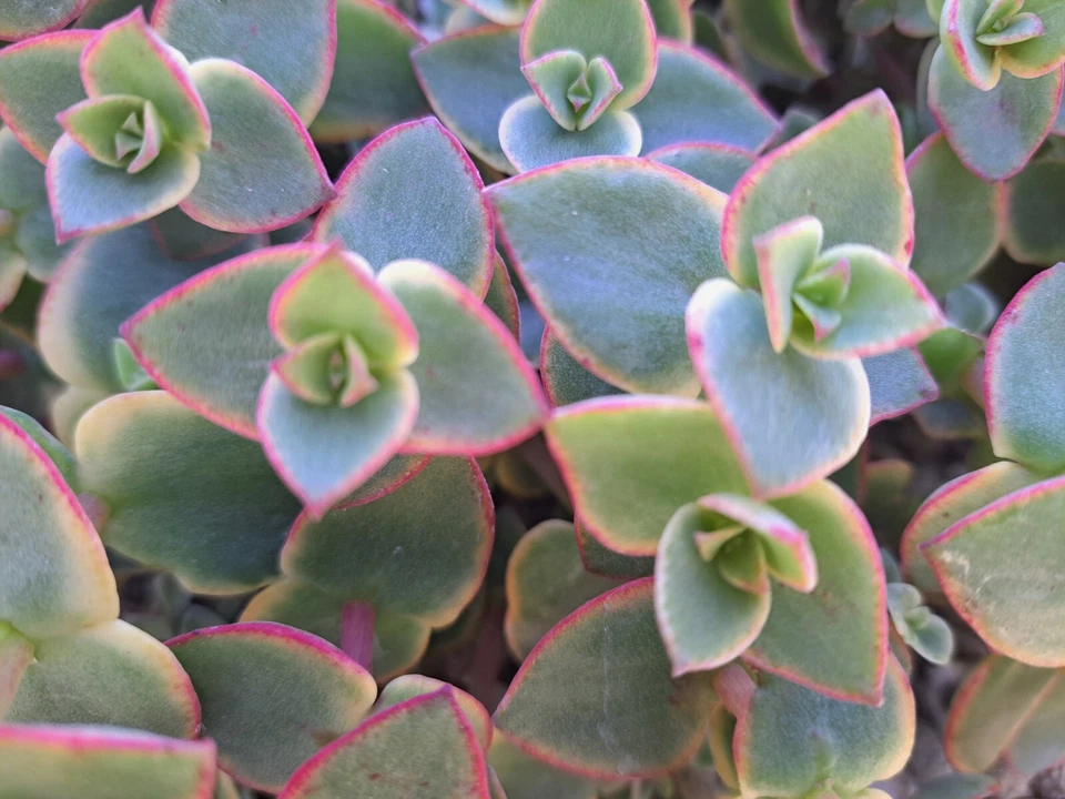 Crassula Calico Kitten Succulent Cuttings – 10 Variegated Marginalis Rubra Trailing Plant, Pink Green Foliage, Unrooted Propagation Cuttings