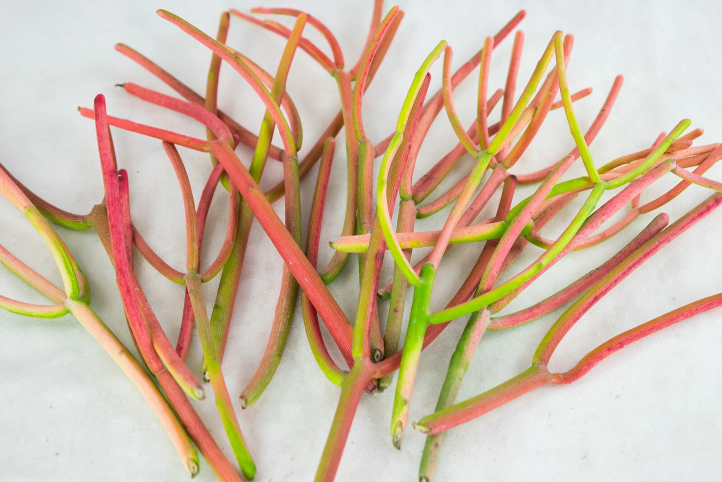 Fire Sticks Cuttings 15 Pack – Euphorbia tirucalli Pencil Cactus Succulent for Propagation & Landscaping