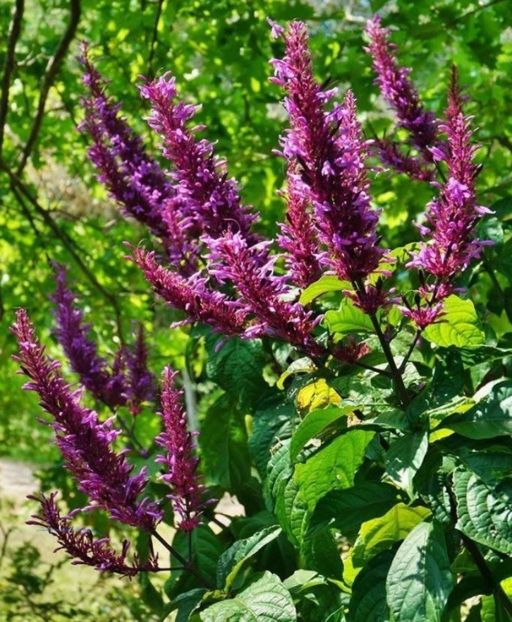 Purple Firespike Cuttings – 25 Unrooted Odontonema cuspidatum for Butterfly & Hummingbird Gardens
