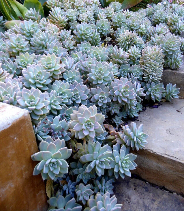 Graptopetalum Succulent Cuttings – 10 Unrooted 2 Inch Stem Propagation Plants, Rosette Foliage, Bright Light, Well-Draining Soil