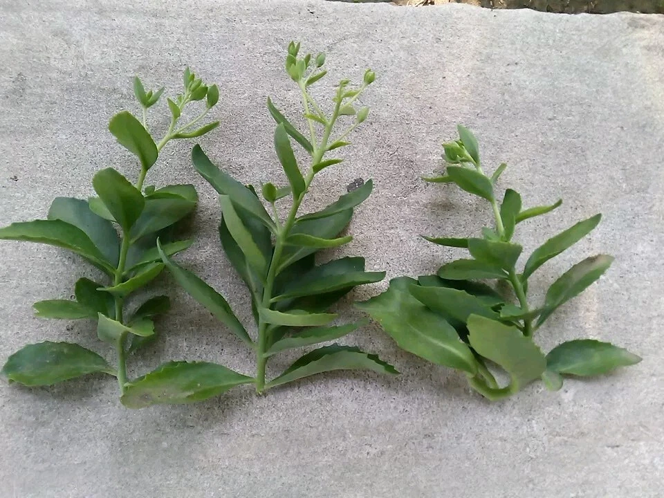 Sedum Autumn Joy Cuttings – 3 Unrooted Perennial Succulent Propagation Material for Borders, Rock Gardens, and Containers