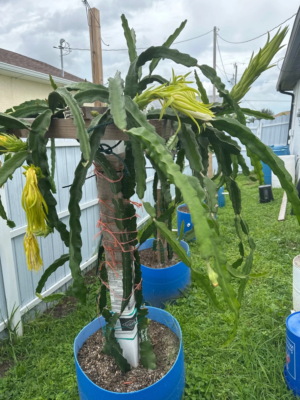 Florida Physical Graffiti Dragon Fruit Cutting – Rare Hybrid Hylocereus/Selenicereus, Sweet Fruit, Tropical Cactus Vine