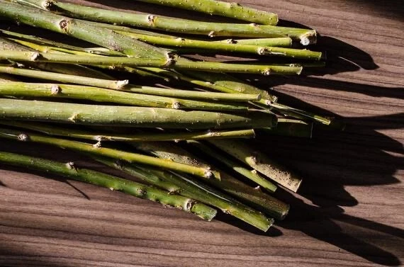 Willow Tree Cuttings - Globe & Corkscrew Varieties, Unrooted, Fast-Growing Shade Trees, Salix matsudana