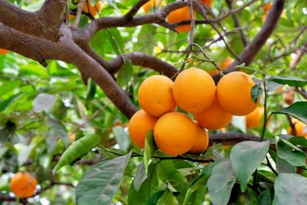 California Navel Orange Scion Cuttings – 5 Unrooted Citrus sinensis Grafting Propagation 6-8 Inches