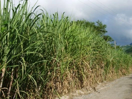 Heirloom Sugarcane Cuttings – Fresh Cane Sections with 4+ Buds for Planting – Saccharum officinarum Tropical Grass Propagation