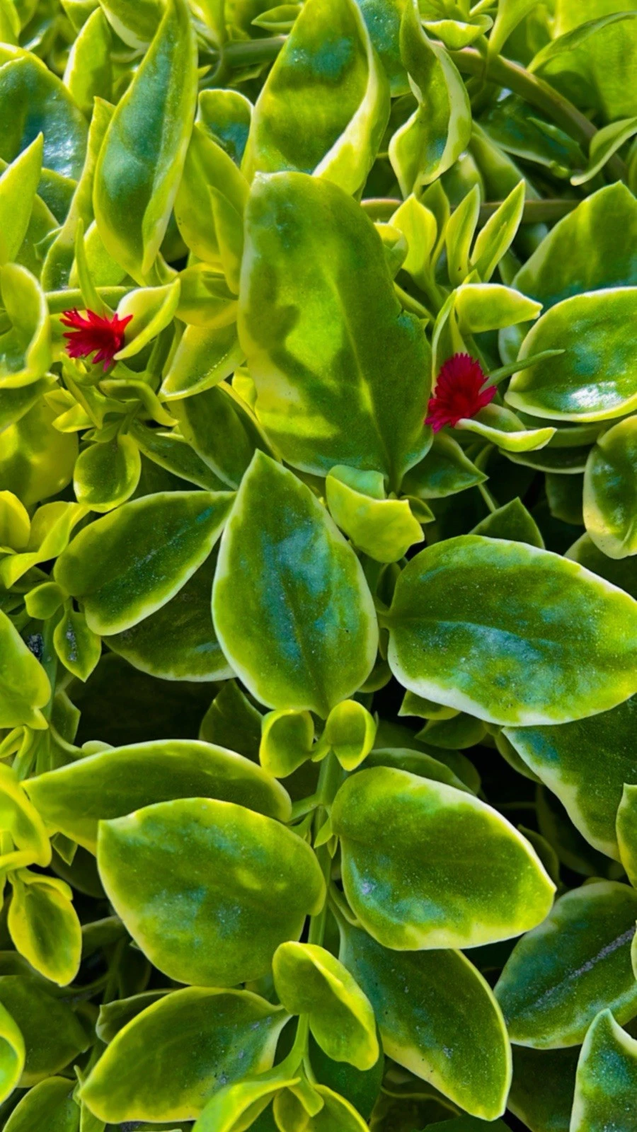 Variegated Baby Sun Rose Cuttings – Red Apple, 4-6 Inch Unrooted Stem for Propagation, Aptenia cordifolia, Trailing Succulent