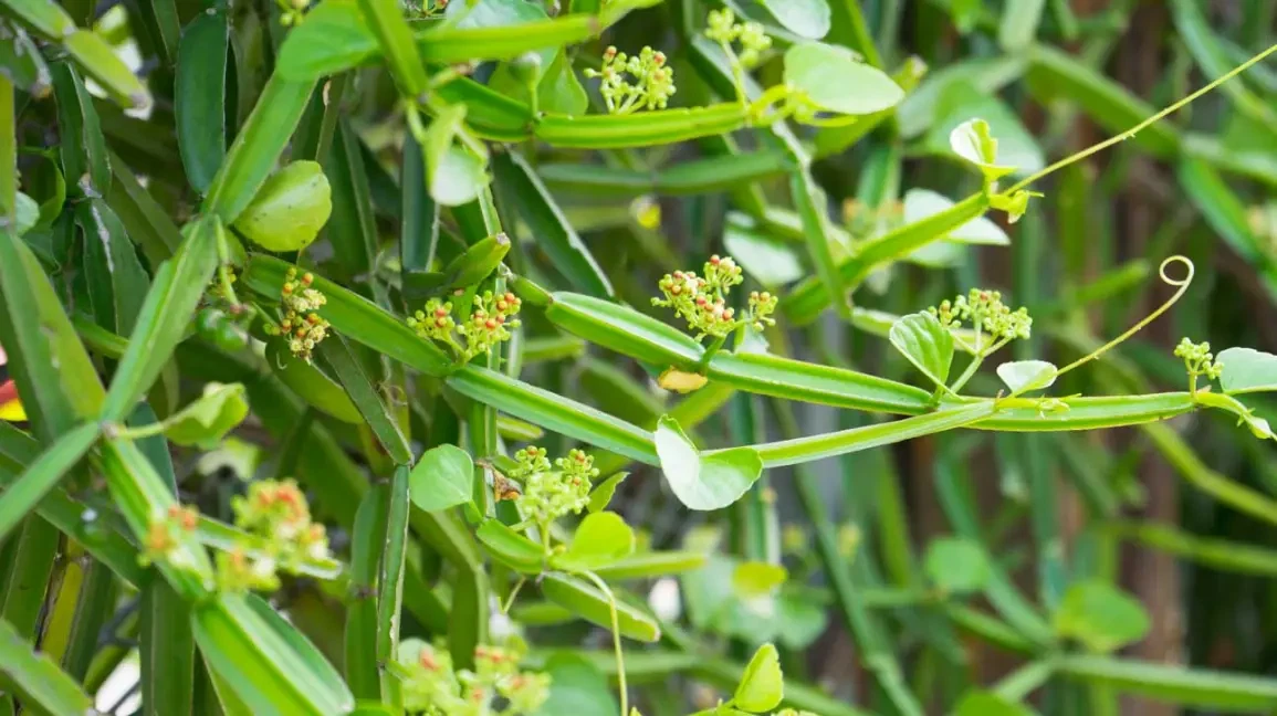 Cissus quadrangularis Cutting – 12 Inch Veldt Grape Vine, Succulent Climber, Live Plant for Trellis & Indoor Gardens