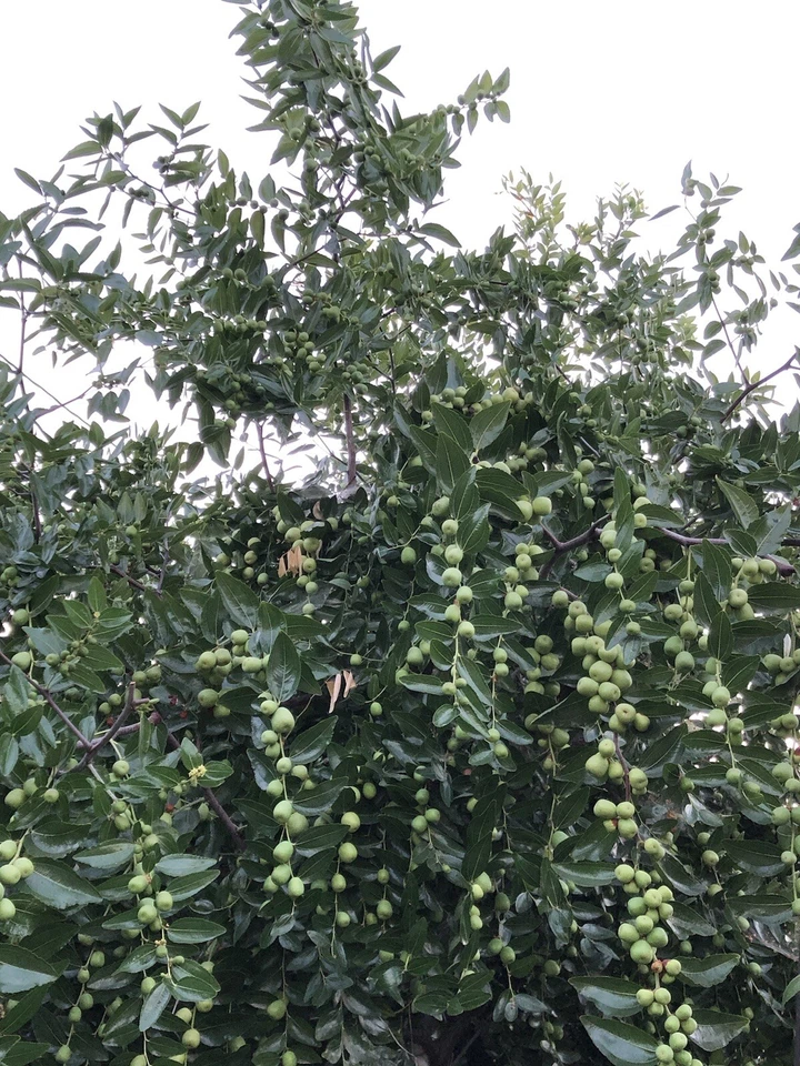 Lang Jujube Tree Cuttings – 5 Unrooted Ziziphus Jujuba ‘Lang’ Fruit Tree Propagation Material