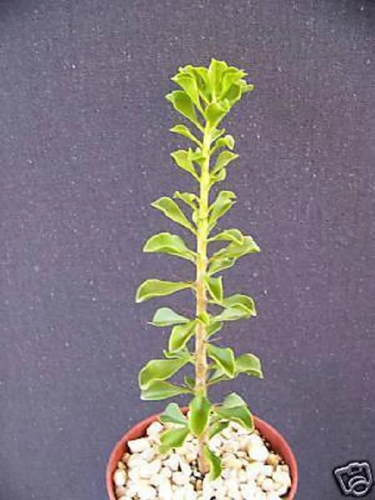 Live Pereskia portulacifolia Plant – Rare Leafy Cactus with Caudex, Bonsai-Style, 4-Inch Potted Green Foliage, Woody Stems