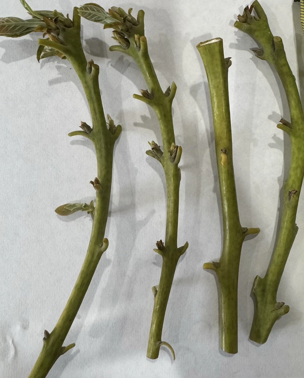 Nabal Avocado Scions – 4 Fresh Budwood Sticks for Grafting | Persea americana | High-Quality Fruit Tree Propagation