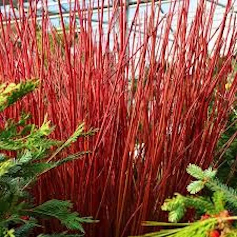 Red Twig Dogwood Live Shrub – Cornus sericea, 12–24 Inch Tall, Deciduous Landscape Plant for Borders & Hedges