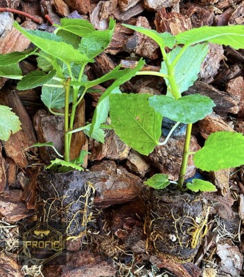 Fig Tree Yellow Long Neck Live Plant – Ficus carica Rooted Fruit Tree for Garden or Container Growing