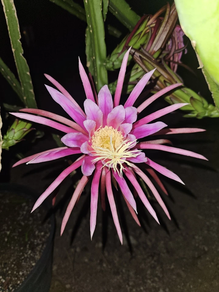 AX Dragon Fruit Cutting – 24-28 Inch Thick Stem for Fast Rooting, Propagation, Hylocereus Variety
