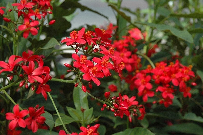 Jatropha integerrima Cuttings – 8 Unrooted Peregrina Scions for Propagation – Bright Red Flowers, Ornamental Shrub