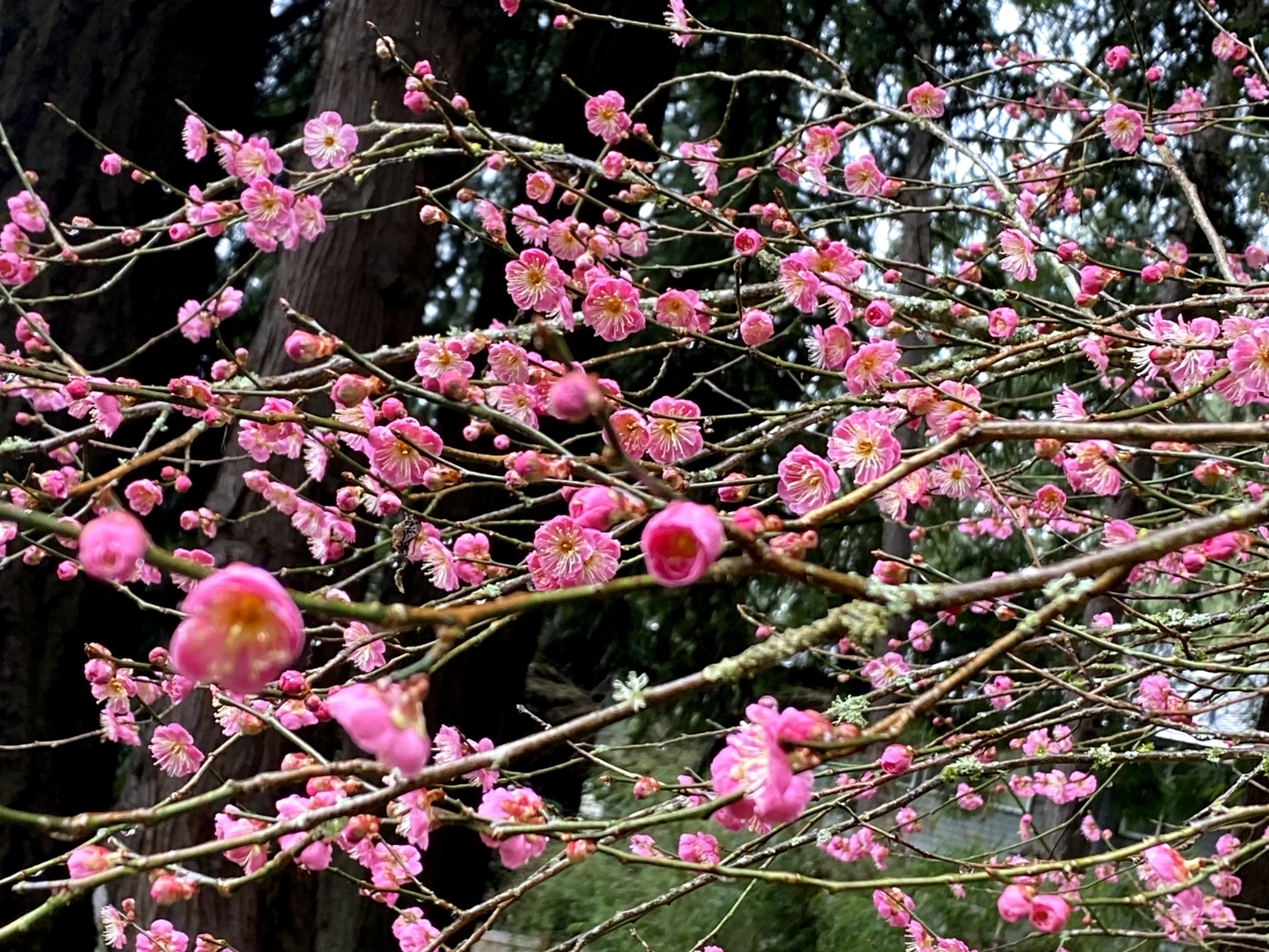 Japanese Ume Plum Cuttings – Unrooted Prunus mume Winter-Flowering Tree with Edible Fruits for Propagation