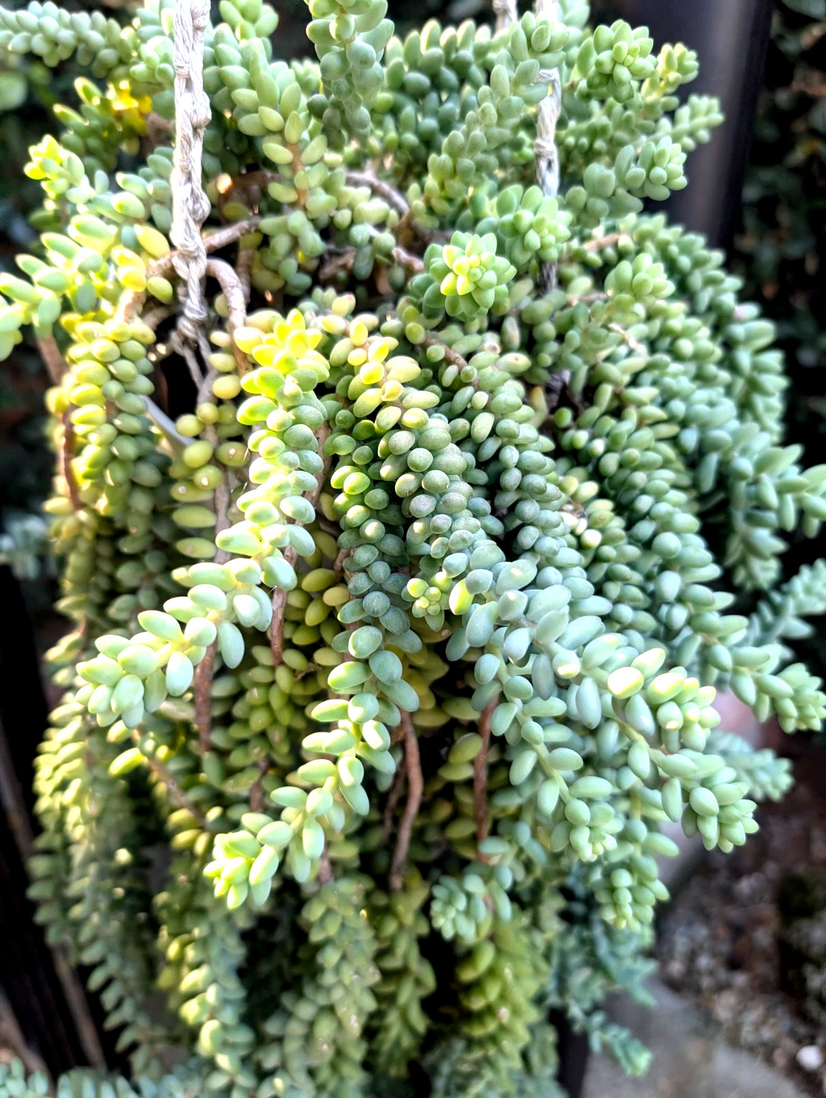 Donkey’s Tail Succulent Cuttings – 8 Unrooted Stem Pieces, 3-4 Inches, Sedum morganianum, Trailing Plant for Propagation