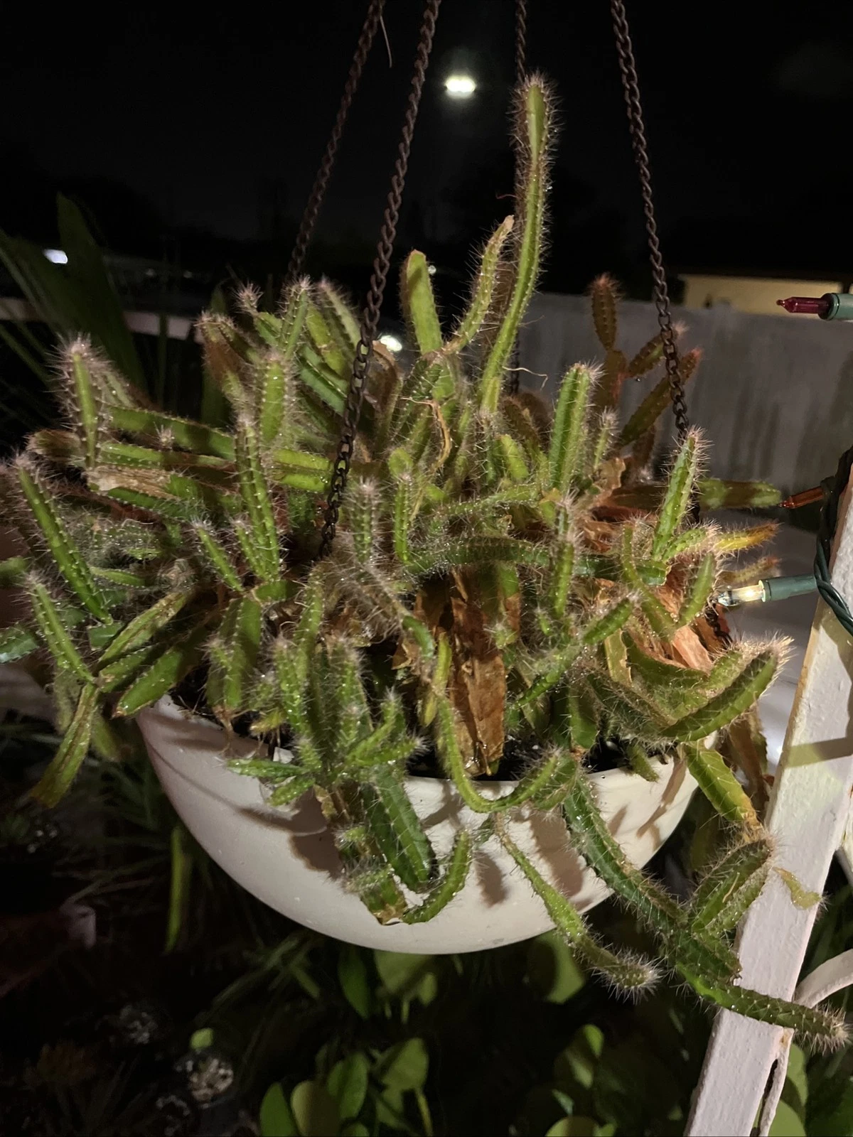 Dog Tail Cactus Live Rooted Pieces, 4-6 Inch Succulent Stems, Trailing Climbing, Strophocactus testudo, Hanging Basket Plant