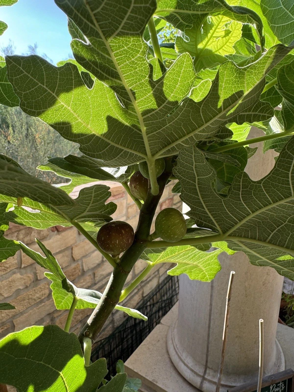Little Ruby Fig Cutting – Unrooted Ficus carica Stem for Propagation, Dwarf Fruit Tree, Small Garden, Patio Container Plant