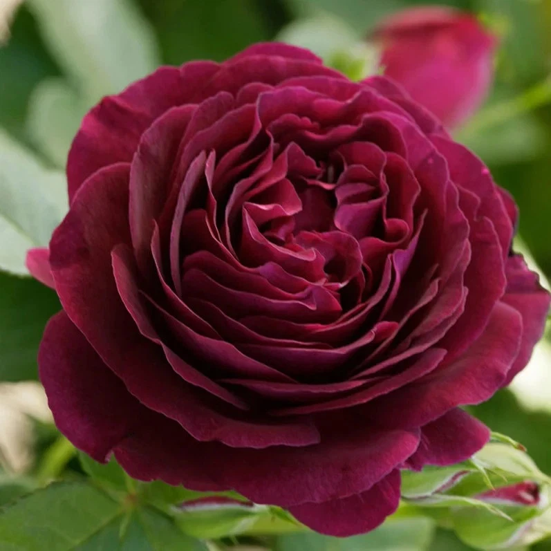Twilight Zone Rose Cuttings – 3 Unrooted Deep Purple Rose Stems for Grafting and Propagation, Rosa hybrid