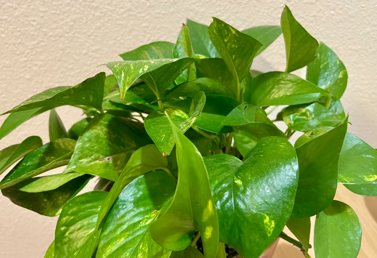 Green Pothos Cuttings Set of 3 – Unrooted Epipremnum aureum Trailing Houseplant Propagation Material