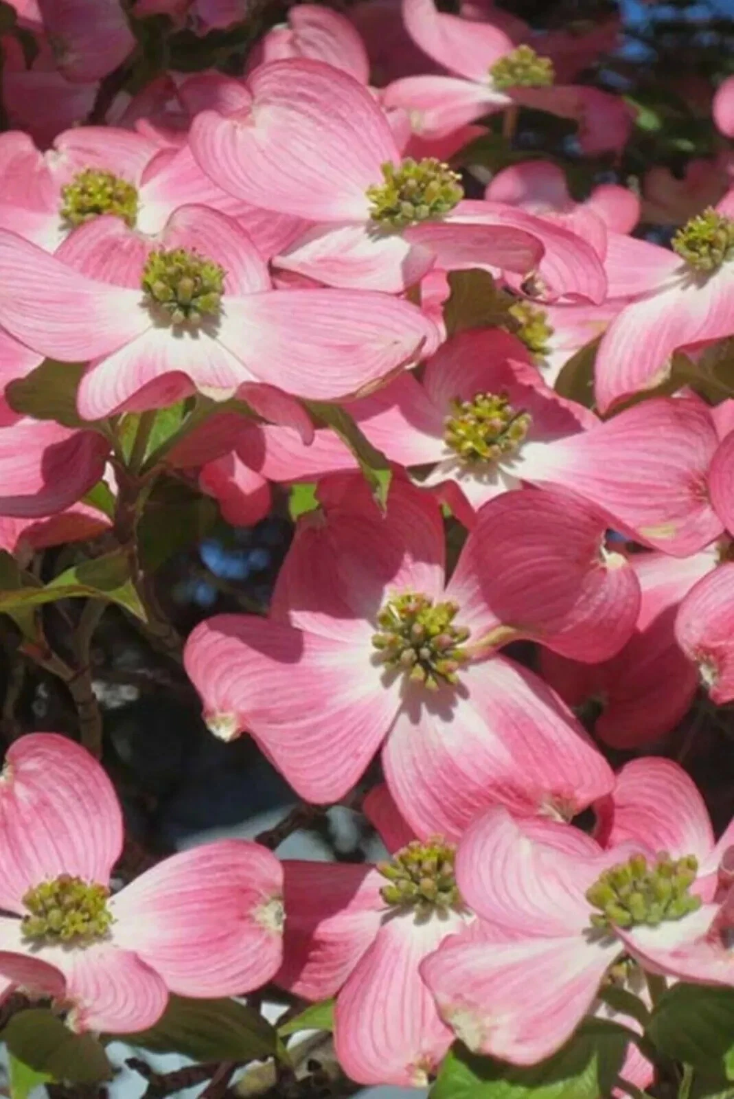 Pink Dogwood Cuttings – 6 Unrooted Heirloom Deep Pink Blooms Cornus florida for Propagation and Landscaping