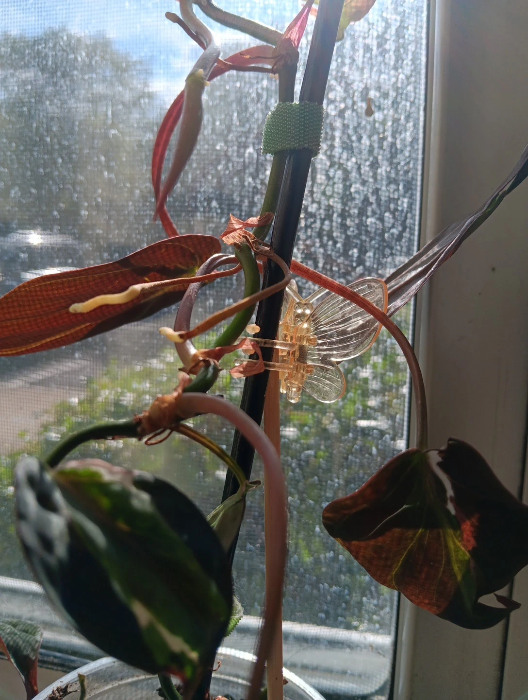 Variegated Philodendron Micans Velvet Halo Cutting – 2 Node Unrooted Aroid Stem, Rare Trailing Houseplant, Philodendron hederaceum variegated