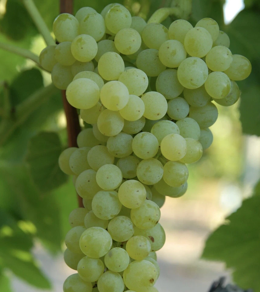 Seedless Grape Vine Cutting with Pot – Sweet Vitis spp. Climbing Plant for Home Garden & Container Growing